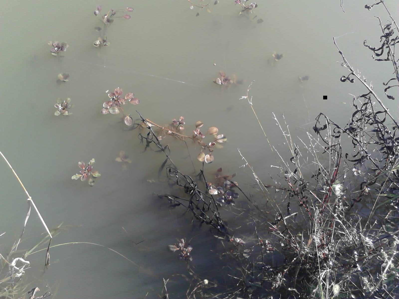 Attached picture Water Primrose sprigs in old pond.JPG